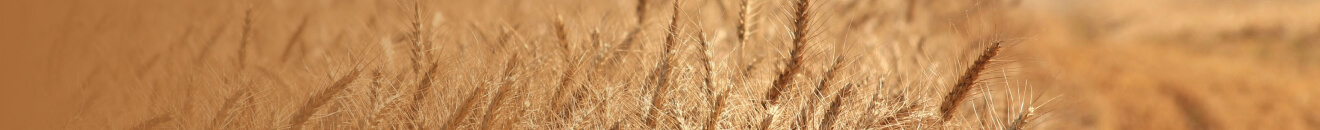 Сельское хозяйство